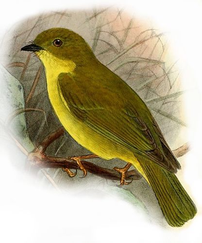 Canary flyrobin